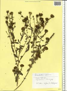 Grindelia squarrosa (Pursh) Dunal, Eastern Europe, Lower Volga region (E9) (Russia)