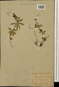 Galium odoratum (L.) Scop., Caucasus, Abkhazia (K4a) (Abkhazia)