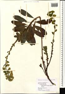Euphorbia amygdaloides L., Caucasus, Krasnodar Krai & Adygea (K1a) (Russia)