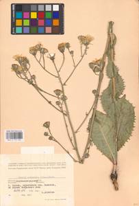 Crepis pannonica (Jacq.) C. Koch, Eastern Europe, North Ukrainian region (E11) (Ukraine)