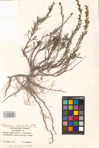 Artemisia salsoloides Willd., Eastern Europe, Lower Volga region (E9) (Russia)