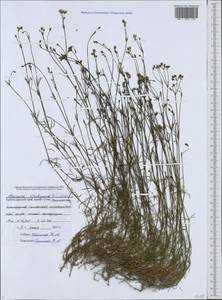 Cynanchica lipskyana (V.I.Krecz.) P.Caputo & Del Guacchio, Caucasus, Black Sea Shore (from Novorossiysk to Adler) (K3) (Russia)