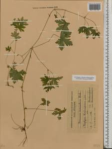 Geranium divaricatum Ehrh., Eastern Europe, Moldova (E13a) (Moldova)