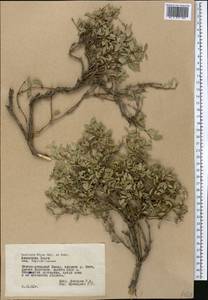 Lonicera olgae Regel & Schmalh., Middle Asia, Pamir & Pamiro-Alai (M2) (Tajikistan)