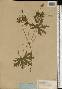 Geranium pratense L., Eastern Europe, Moscow region (E4a) (Russia)