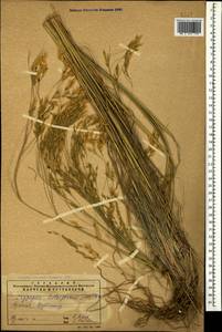 Piptatherum holciforme (M.Bieb.) Roem. & Schult., Caucasus, Armenia (K5) (Armenia)