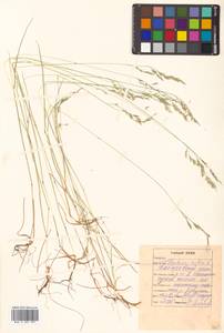 Festuca rubra L., Siberia, Russian Far East (S6) (Russia)
