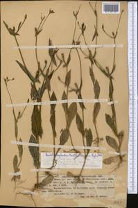Acanthocephalus benthamianus Regel & Schmalh., Middle Asia, Western Tian Shan & Karatau (M3) (Kazakhstan)