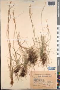 Carex lanceolata Boott, Siberia, Baikal & Transbaikal region (S4) (Russia)