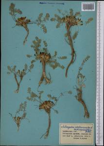 Astragalus adpressipilosus Gontsch., Middle Asia, Pamir & Pamiro-Alai (M2) (Tajikistan)