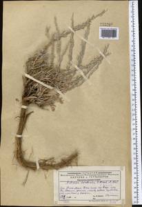 Seriphidium karatavicum (Krasch. & Abolin ex Poljakov) Ling & Y.R. Ling, Middle Asia, Western Tian Shan & Karatau (M3) (Kazakhstan)