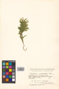 Dendrolycopodium obscurum (L.) A. Haines, Siberia, Russian Far East (S6) (Russia)