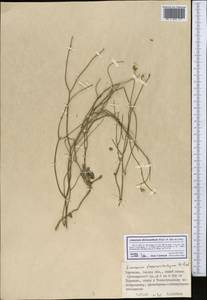 Limonium dichroanthum (Rupr.) Ikonn.-Gal. ex Lincz., Middle Asia, Western Tian Shan & Karatau (M3) (Kyrgyzstan)