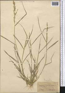 Eragrostis, Middle Asia, Kopet Dag, Badkhyz, Small & Great Balkhan (M1) (Turkmenistan)
