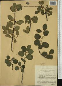 Frangula rupestris (Scop.) Schur, Western Europe (EUR) (Italy)