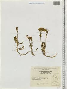 Polemonium boreale Adams, Siberia, Chukotka & Kamchatka (S7) (Russia)