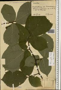 Ulmus glabra Huds., Eastern Europe, North Ukrainian region (E11) (Ukraine)