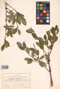 Lonicera caerulea L., Eastern Europe, Latvia (E2b) (Latvia)