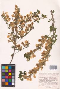 Chamaecytisus ruthenicus (Fisch. ex Woł.) Klásk., Eastern Europe, Central region (E4) (Russia)