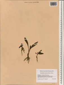 Spiranthes sinensis (Pers.) Ames, South Asia, South Asia (Asia outside ex-Soviet states and Mongolia) (ASIA) (Japan)