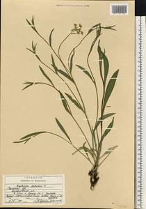 Bupleurum falcatum L., Eastern Europe, Central region (E4) (Russia)