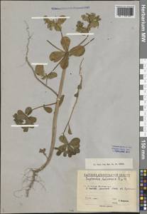 Euphorbia helioscopia L., Eastern Europe, North-Western region (E2) (Russia)