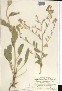 Lepidium latifolium L., Middle Asia, Western Tian Shan & Karatau (M3) (Kyrgyzstan)