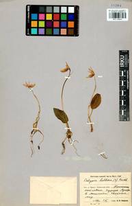 Calypso bulbosa (L.) Oakes, Siberia, Baikal & Transbaikal region (S4) (Russia)