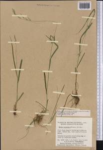 Melica subulata (Griseb.) Scribn., America (AMER) (Canada)