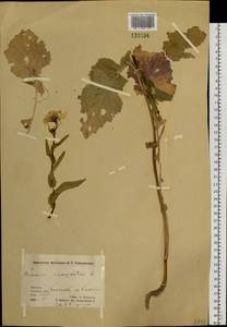 Brassica rapa subsp. sylvestris (L.) Janch., Siberia, Chukotka & Kamchatka (S7) (Russia)