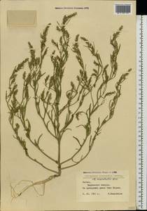 Corispermum marschallii Stev., Eastern Europe, Latvia (E2b) (Latvia)