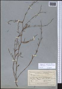 Polygonum neglectum Besser, Middle Asia, Muyunkumy, Balkhash & Betpak-Dala (M9) (Kazakhstan)