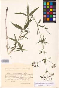 Galium rubioides L., Eastern Europe, Lower Volga region (E9) (Russia)