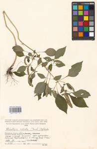 Elsholtzia ciliata (Thunb.) Hyl., Eastern Europe, Moscow region (E4a) (Russia)