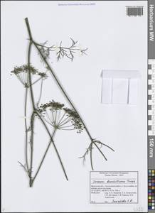 Carum buriaticum Turcz., Siberia, Baikal & Transbaikal region (S4) (Russia)
