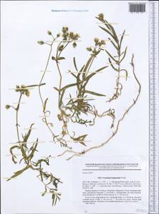 Dichodon maximum (L.) Á. Löve & D. Löve, Middle Asia, Northern & Central Tian Shan (M4) (Kyrgyzstan)