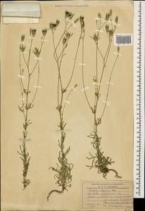 Crupina vulgaris (Pers.) Cass., Caucasus, Azerbaijan (K6) (Azerbaijan)