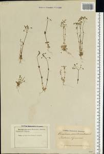 Cerastium semidecandrum L., Eastern Europe, Latvia (E2b) (Latvia)