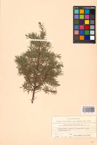 Juniperus communis L., Eastern Europe, Moscow region (E4a) (Russia)