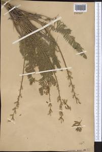 Oxytropis tachtensis Franch., Middle Asia, Western Tian Shan & Karatau (M3)