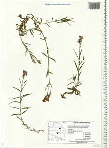 Dianthus chinensis, Eastern Europe, North-Western region (E2) (Russia)