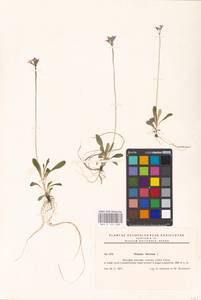 Primula farinosa L., Western Europe (EUR) (Slovakia)