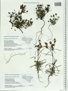 Plantago arenaria Waldst. & Kit., Eastern Europe, Central region (E4) (Russia)