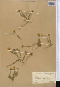 Cerastium lithospermifolium Fisch., Middle Asia, Western Tian Shan & Karatau (M3) (Kazakhstan)