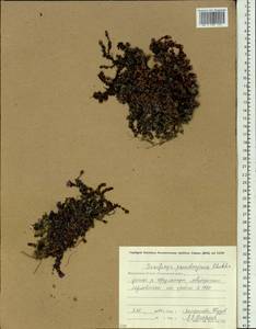 Saxifraga oppositifolia subsp. ajanica (Sipl.) V.N. Voroshilov, Siberia, Chukotka & Kamchatka (S7) (Russia)