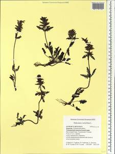 Pedicularis verticillata, Siberia, Baikal & Transbaikal region (S4) (Russia)