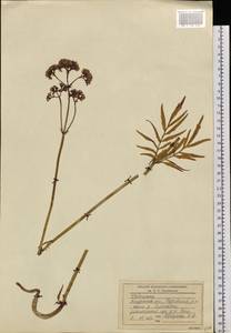 Valeriana, Siberia, Russian Far East (S6) (Russia)