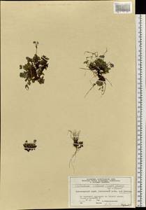 Eritrichium villosum (Ledeb.) Bunge, Siberia, Central Siberia (S3) (Russia)