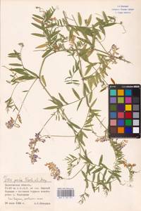 Vicia biennis L., Eastern Europe, Lower Volga region (E9) (Russia)