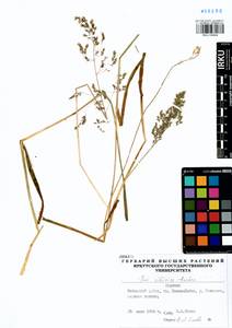 Poa sibirica Roshev., Siberia, Baikal & Transbaikal region (S4) (Russia)